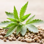Cannabis Seeds