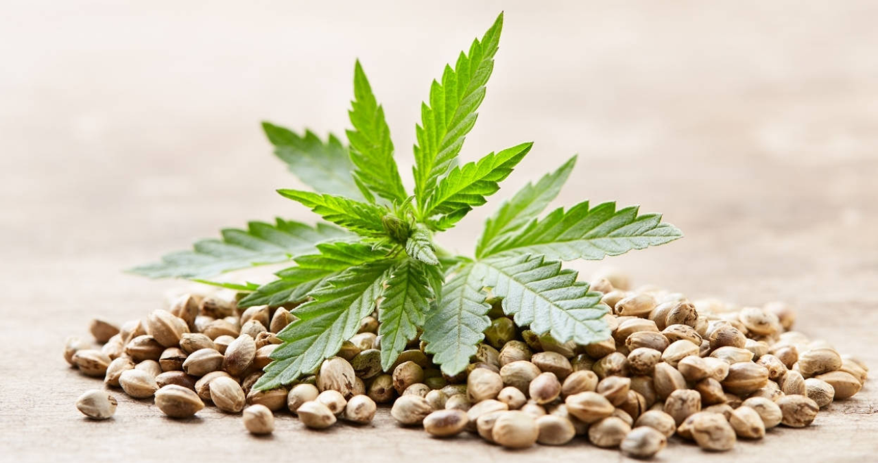 Cannabis Seeds